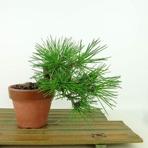 盆栽 松 黒松 樹高 上下 約16cm くろまつ Pinus thunbergii クロマツ マツ科 常緑針葉樹 観賞用 小品 現品