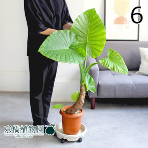 【現品】クワズイモ 7号 茶鉢（6）Alocasia odora