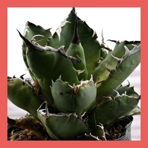 Agave titanota Oteroi アガベ チタノタ オテロイ 実生 多肉植物