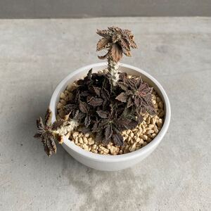 ユーフォルビアトゥレアレンシス（実生苗）Euphorbia tulearensis (seedling) E4