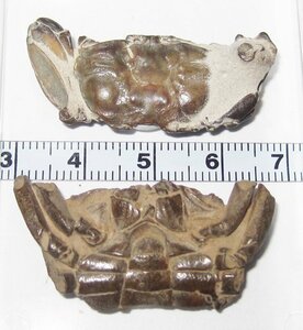 日本の化石　千葉県幕張のカニ化石/ヤマトオサガニ　甲羅面と腹面のセット