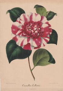 フランスアンティーク 博物画 植物画『Camellia15』 多色刷り石版画　ボタニカルアート