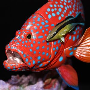 ユカタハタ　フィギュア　魚寸30cm 【第10回日本彫刻コンクール入選作品】 ハンドメイド 魚 置物 海洋堂 フィギュア 釣り レプリカ