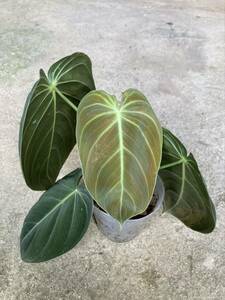 フィロデンドロン メラノクリサム Philodendron 