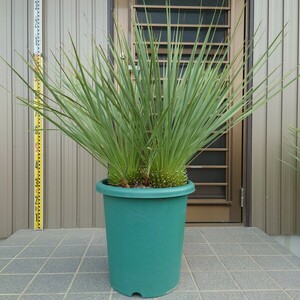 ◆ユッカロストラータ Yucca rostrata 《2本立ち+α・Ｈ＝約1.0m・12号ポット》◆ ドライガーデン ロックガーデン 南国リゾート 99