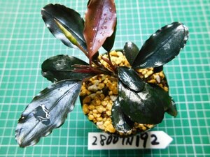 ◎2800N192　 (自家栽培）水草　ブセファランドラ　Bucephalandra sp. Super Metallic