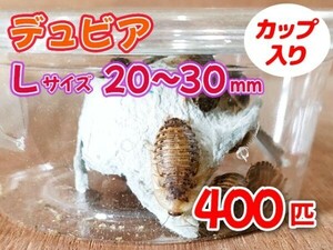 【送料無料】 デュビア Lサイズ 2.0～3.0cm 400匹 カップ入り アルゼンチンモリゴキブリ 肉食熱帯魚 爬虫類 両生類 [3563:broad]