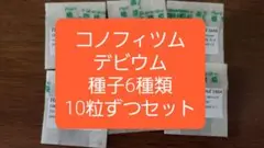 コノフィツム　デビウム　種子6種類　10粒ずつセット