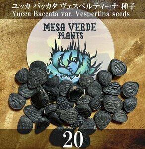 ユッカ バッカタ ヴェスペルティーナ 種子 20粒+α Yucca Baccata var. Vespertina 20 seeds +α 種 ベスペルティーナ