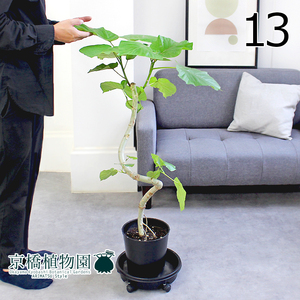 【現品】フィカス・ウンベラータ 曲がり 7号 黒鉢（13）Ficus umbellata