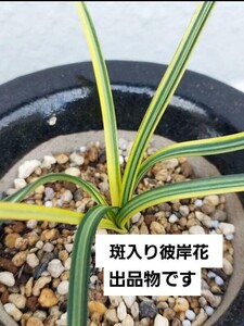 最高芸、熊本産、斑入り彼岸花、鉢植えのまま発送。検索、夢古道、大覆輪ヒガンバナ、リコリス、クマドリ、