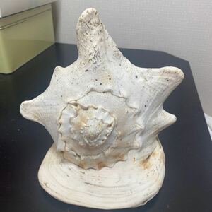 トウカムリ貝 約1.3kg 20x13.5x18㎝ トウカムリガイ貝殻 巻貝 千年貝 万年貝 兜貝 唐冠