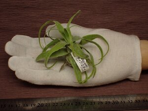 Tillandsia diguetii チランジア・ディグエティ 089■エアプランツAH