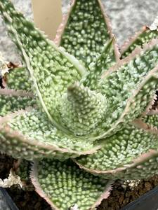 Aloe hybrid 15 アロエ ハイブリッド 実生 多肉植物 