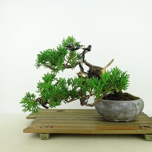 盆栽 真柏 樹高 上下 約16cm しんぱく Juniperus chinensis シンパク “ジン シャリ” ヒノキ科 常緑樹 観賞用 小品 現品