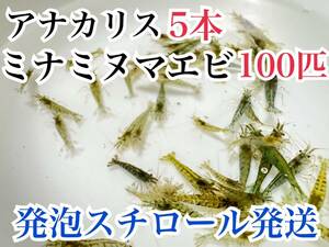 ○発泡スチロール発送 アナカリス5本＋ミナミヌマエビ 100匹 即決価格