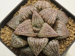 ■[Y053]海ほたるF2特黒×KyoS　実生　未繁殖【多肉植物　Haworthia　ハオルチア　ハオルシア】