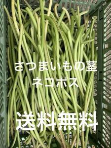 さつまいもの茎　サツマイモの茎　新鮮採れたて　農家直送　ネコポスに詰め込めるだけ