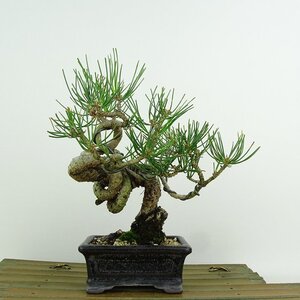 盆栽 松 黒松 樹高 約16cm くろまつ Pinus thunbergii クロマツ マツ科 常緑針葉樹 観賞用 小品 現品