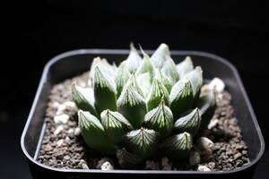 白雪絵巻　Haworthia　ハオルチア　大株