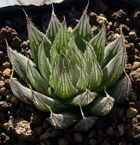 ハオルチア　Haworthia aristata MBB6942 Kaboeg Weir (めちゃくちゃ綺麗だからお勧め)