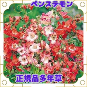 種 ペンステモン 20粒 即決 多年草 ミックス 正規品 花 花期 長いたね タネ 種子 花壇 プランター 鉢 秋まき 春まき