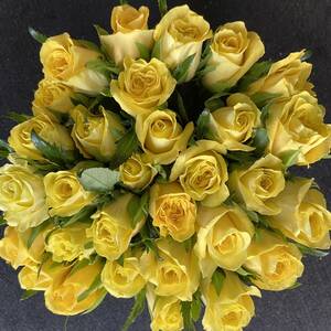  バラ・（切り花・生花）ゴールドラッシュ（鮮やかな黄色） 長さ30㎝　30本　産地直送！鮮度抜群！薔薇　花束