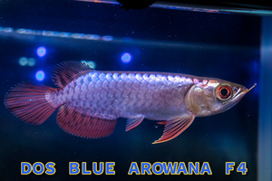 売り切り、インドネシア産　極上藍底過背金龍　『ＤＯＳ・ＢＬＵＥ・AROWANA ・Ｆ４ｓｐ』　ディープブルータイプ　　NO676