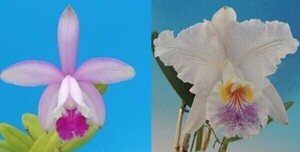 T♪洋蘭　 Cattleya intermedia f. venosa ‘Do Heitor’ x lueddemanniana f.coerulea 