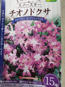 即決！♪送料無料 毎年咲く 早春咲き 花壇、ロックガーデンに！ 桃色 スノースター　チオノドクサ　フォーベシーピンクジャイアント　15球