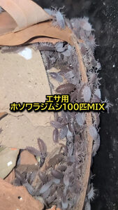 餌用 CBホソワラジムシ MIX100匹 歩くカルシウム ヤモリ カナヘビカエルサンショウオ等に ゆうパケット 匿名配送送料無料24時間カイロ同封