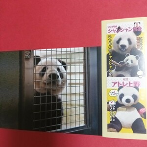 リーリー シンシン ポストカード 上野動物園 公式 受注限定 / シャンシャン シャオシャオ レイレイ タンタン パンダ　⑤