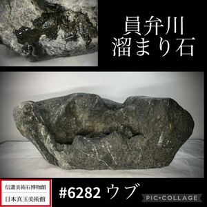 【信濃美術石博物館】水石 員弁川溜まり石 横32×高13.5×奥行16(cm)10.78kg盆栽骨董盆石古美術鑑賞石観賞石太湖石中国古玩 6282