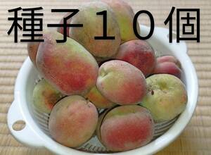 沖縄県　キーモモ（毛桃）の種子１０粒　南国の野生の桃ジャム作りに　山桃　小さな桃