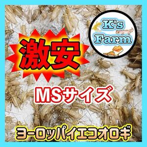 MSサイズ 550匹(死着保証 込み)[ 8mm〜12mm ] ヨーロッパイエコオロギ