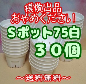 ◆送料無料◆Sポット75 白 30個 スリット鉢 プラ鉢 2.5号 7.5cm プレステラ 丸型 多肉植物