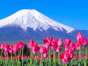 世界遺産 富士山36 写真 A4又は2L版 額付き