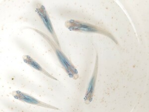 【畑めだか】若魚 深海 メダカ 25匹＋α