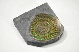【化石】　アンモナイト　ドイツ　縦幅：10㎝　横幅：10㎝　厚み：2.5㎝　重量：365g　●　天然石　240518-16
