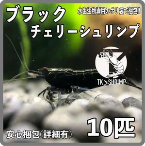 【TKシュリンプ】(宅急便配送 送料無料) チョコレートシュリンプ 10匹 (検索用 ミナミヌマエビ チェリーシュリンプ アナカリス メダカ 金魚