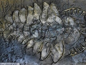 ◆カンブリア・キラー アノマロカリス全身 化石 レプリカ 標本 教材 ◆