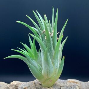 Tillandsia ionantha ‘Mad Max’ チランジア イオナンタ マッドマックス ティランジア 親株付き