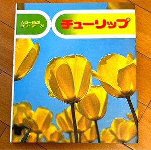 チューリップ　カラー自然シリーズ３１　文　小田英智　　写真 久保秀一　偕成社