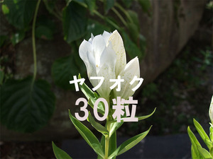 白花エゾリンドウ 種子 30粒 山野草