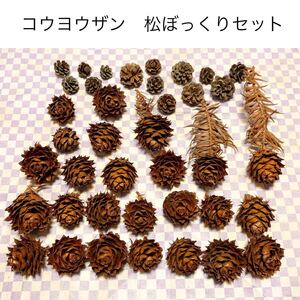 コウヨウザン実 小ぶりまつぼっくり ハンドメイド クリスマスツリー リース 飾り