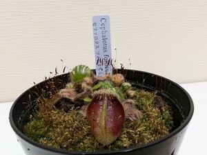  ③食虫植物　セファロタス　フォリキュラリス　3.5号 　レア人気注目植物　品薄　検索ハエトリソウサラセニアウツボカズラ