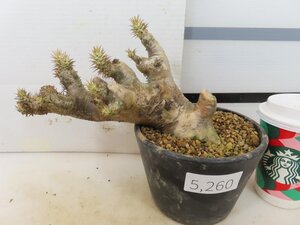 5260 「塊根植物」パキポディウム エニグマティクム 植え【発根・Pachypodium enigmaticum・多肉植物】