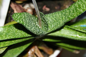 種子　原種　Gasteria carinata var. verrucosa　20粒　白青竜　ガステリア カリナーテ ヴェルコーサ　多肉植物　アロエ　蘆薈