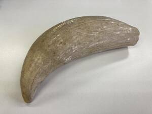 マッコウクジラ 抹香鯨 鯨歯 クジラ歯 鯨 クジラ 歯 重量約536.00g