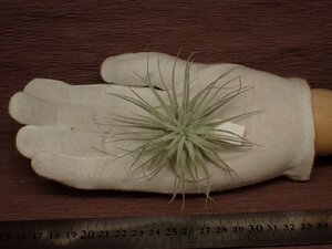 Tillandsia tectorum Ecuador チランジア・テクトラム エクアドル 464■エアプランツDF